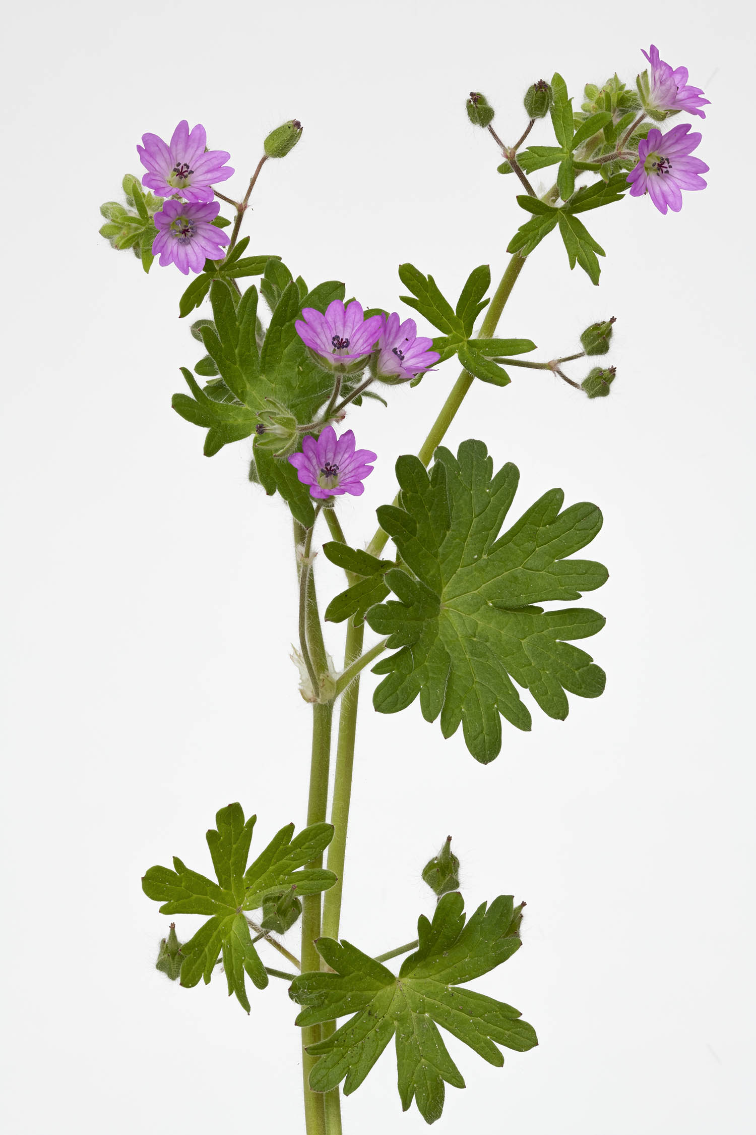 A ne pas confondre avec les pélargonium